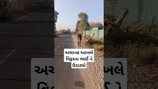 અચાનક આખલે વિફરતા ભાઈ ને ઉડાડ્યો#trending #viral #Reels #funny