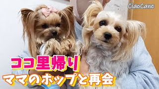 ココ(ポワ～ンちゃん)里帰り【ヨークシャーテリア専門犬舎チャオカーネ】