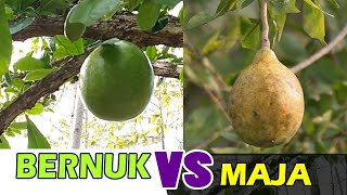 Ternyata Selama ini Salah !!! Perbedaan Buah MAJA dan Buah Berenuk/Bernuk