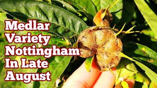 Medlar Variety Nottingham In Late August/ Allotment Fruit Orchard