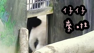 上班中場換場地，圓仔立馬找點心|熊貓貓熊The Giant Panda Yuan Yuan and Yuan Bao|台北市立動物園