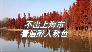 上海最美的秋天在哪里？不用出上海,带你看遍醉人秋色！