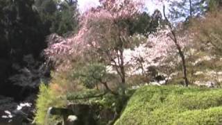 １０・４・８山躑躅・枝垂れ桜in石山寺♪春の歌♪４分１２秒.wmv