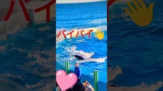 シャチもバイバイ👋鴨川シーワールド🌸Kamogawa SeaWorld🌷関東最大級のイルミネーションを誇る東京ドイツ村とのセットプラン‼️オルカ＆スマイル