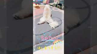 【朝起きたら寝る犬】ガニ股で二度寝！チワマルアッシュ！#shorts #dog #犬 #癒し