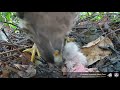 20200519 植物園鳳頭蒼鷹直播珍貴紀錄－破殼8 鳳媽自己吃攀蜥 crested goshawk nest cam taipei botanical garden