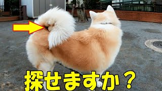 秘儀ボール探し・秋田犬そうすけ・シェパードマック遊んでます【VLOG】