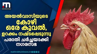 അയൽവാസിയുടെ കോഴി ഒരേ കൂവൽ, ഉറക്കം നഷ്ടപ്പെടുന്നു; വീട്ടമ്മയുടെ പരാതി ചർച്ച ചെയ്ത് നഗരസഭ | Palakkad