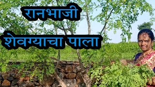 रानभाजी - शेवग्याचा पाला | नेत्र व त्वचारोगावर उपयुक्त | शेवग्याच्या पालाची रेसिपी | #Drumstick