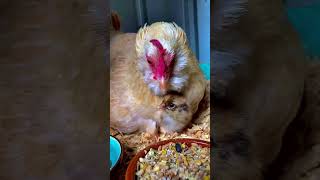 Part-1 | caring for broody hen’s, facilitating Egg hatching? #beautiful #mom #chicks #chickencoop🐣