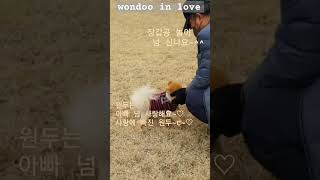 사랑한다는 증거 3 #pomeranian_wondoo #포메원두 #하트꼬리