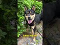 养一只中华田园犬，能有多幸福？