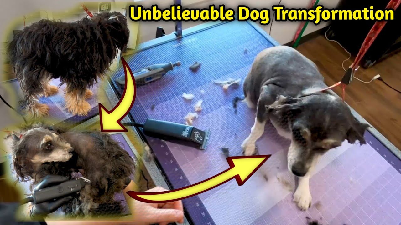 Unbelievable Dog Transformation Youtube