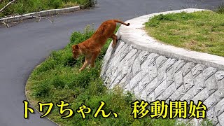 トワちゃん、移動開始　〜 Lion (ライオン)〜　～ 多摩動物公園 ～