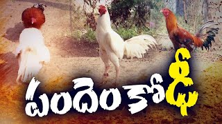 Sankranthi Celebrations | All Set For Kodi Pandalu | సంక్రాంతి వేళ - సమరానికి పందెం కోళ్లు సిద్ధం..!