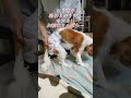 可愛いキャバリア～ノンちゃんの過保護な１日3 cute cavalier non chan s overprotective day 3