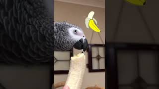 Mmmm! Banana! #shorts  #banana #bananabites  #einsteinparrot