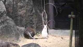 ベネットアカクビワラビーのランとリリー(のいち動物公園)