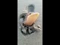 mollusk on the beach