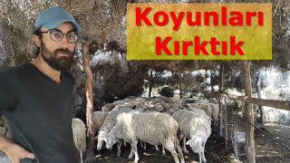 Koyunları Nasıl Kırkıyoruz ? | Kırkım Makasıyla Koyun ve Koç Kırkımının Baştan Sona Ayrıntıları