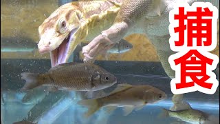 Lizards eating a lot of Crucian  carp