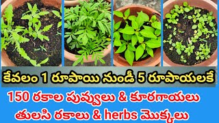 buy only 1rs to 5rs flowers plants \u0026 vegetables plants \u0026 basil variety plant \u0026 herbs plant కేవలం 5రూ