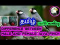 How to find differences between male and female java finches |tamil|