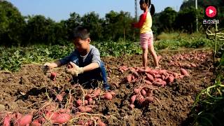 Digging Sweet Potatoes  挖蕃薯