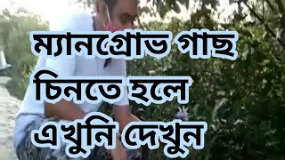 ম্যানগ্রোভ গাছ পরিচিতি