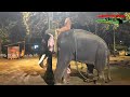 angry elephant പാപ്പാൻ പോയതും ക്ഷേത്ര മുറ്റത്ത് അലറി വിളിച്ച് ആന ഗുരുവായൂർ പീതാംബരൻ pithambaran