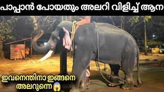 angry elephant ! പാപ്പാൻ പോയതും ക്ഷേത്ര മുറ്റത്ത് അലറി വിളിച്ച് ആന ! ഗുരുവായൂർ പീതാംബരൻ pithambaran