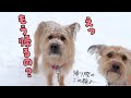 大雪の日に犬6匹で遊ぶと、喜びが止まりませんでした！最高！