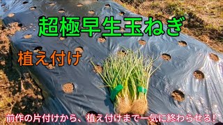 【玉ねぎ栽培】超極早生玉ねぎの植え付け！