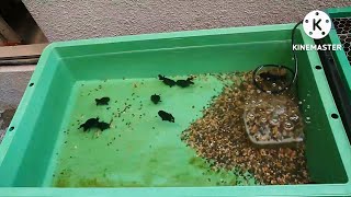 【Bought goldfish for my container pond】[Let's play in the sandbox] [Black Ranchu]