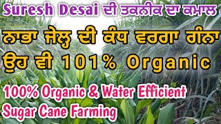 ਨਾਭਾ ਜੇਲ੍ਹ ਦੀ ਕੰਧ ਵਰਗਾ ਗੰਨਾ ||  Suresh Desai ਦੀ ਤਕਨੀਕ ਦਾ ਕਮਾਲ || 101% Pure Organic Sugar cane