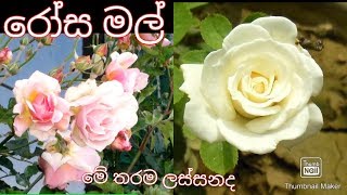 The most beautiful roses in the world/ලංකාවෙ දකින්න අඩු ලෝකයෙ ලස්සනම රෝස මල් ටිකක්