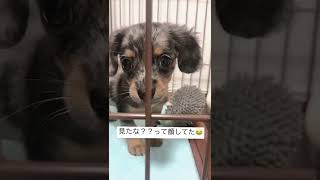 家に来て数日目のおもちゃで遊ぶマロン🐶🤍