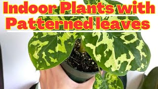 Indoor Plants with Patterned leaves | Houseplants with Colorful patterned foliage