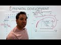 prenatal development from conception to birth germinal stage embryonic stage fetal stage