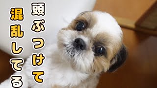 【カメラに頭をぶつけて混乱する犬がこちらです】【シーズー犬Vlog】