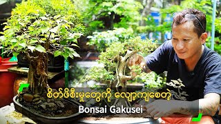 စိတ်ဖိစီးမှုတွေကို လျော့ကျစေတဲ့ Bonsai Gakusei