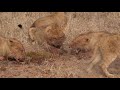 impala sized lion snack