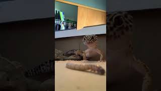 Leopard gecko is scary!!!😱😱Don’t mess with Gary the lizard 😈 #shorts #viral #funny #leopardgecko