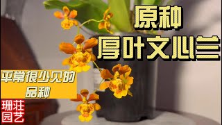 227 少有品种 原种厚叶文心兰