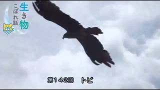 生き物こぼれ話・天草編（１４２）　トビ 　Milvus migrans　Black Kite