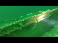 rivtow lion ferry shipwreck