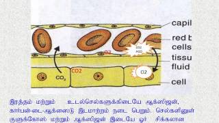 நுரையீரல் சுவாசம் நிலைகள்