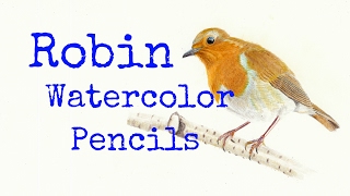 Bird painting : Robin 畫鳥 : 知更鳥