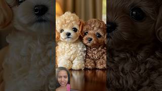 [Handheld Toy Poodle] Stuffed Toy?Toy Poodle!