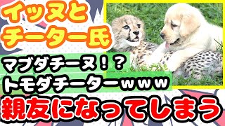 【2ch動物スレ】イッヌ、チーターとマブダチになってしまうｗｗｗ